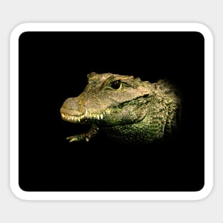 Crocodile Sticker